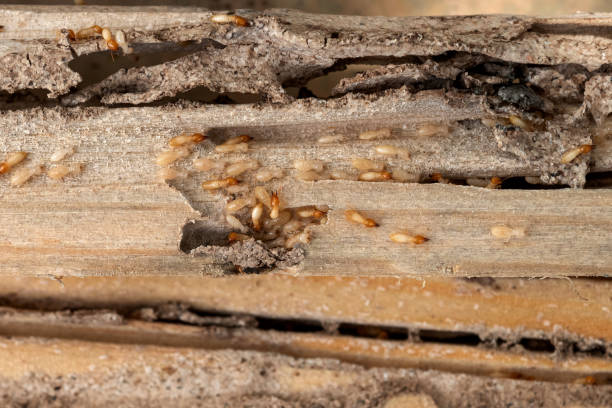 Best Pest Control Near Me  in Wilderness Rim, WA