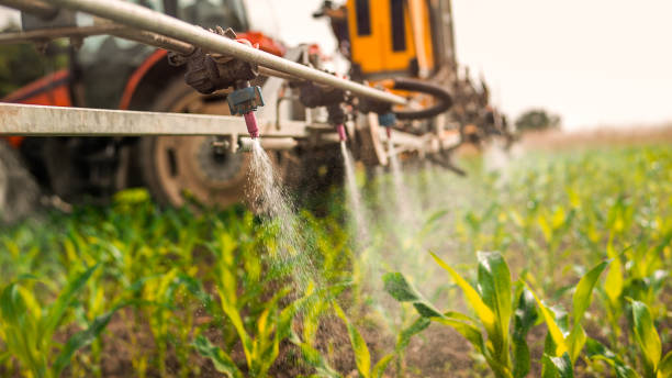 Best Ant Control Services  in Wilderness Rim, WA